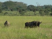 Herd of buffalo grazing grass