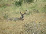 Antilopa sakrivena u visokoj travi savane